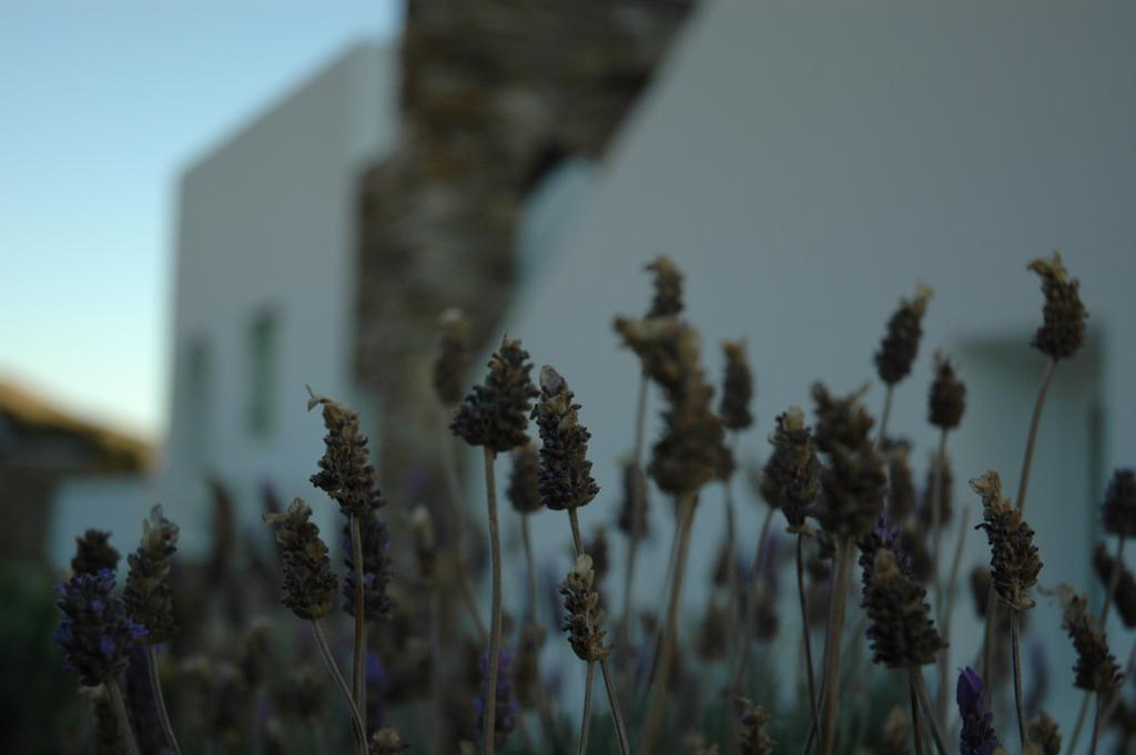 St George Antiparos Apartments And Studios Agios Georgios  Екстериор снимка